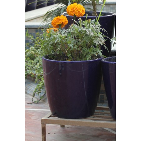 GW-05 Polo Rose 9" Flower Pot